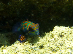 Synchiropus splendidus