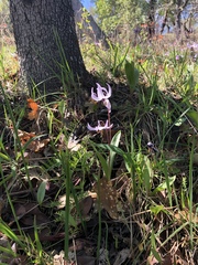 Erythronium hendersonii