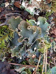 Peltigera ponojensis