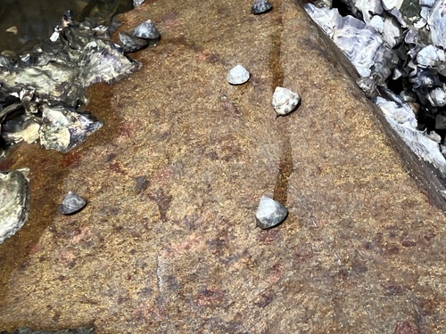 Bembicium auratum
