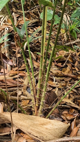Salacca zalacca, 2026-05-05