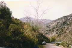 Betula pendula fontqueri