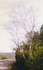 Betula pendula fontqueri