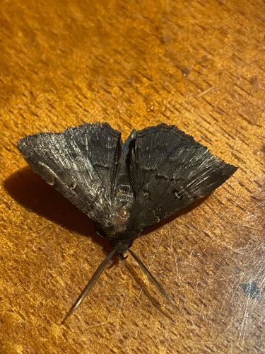 Polypogon, 2026-05-04