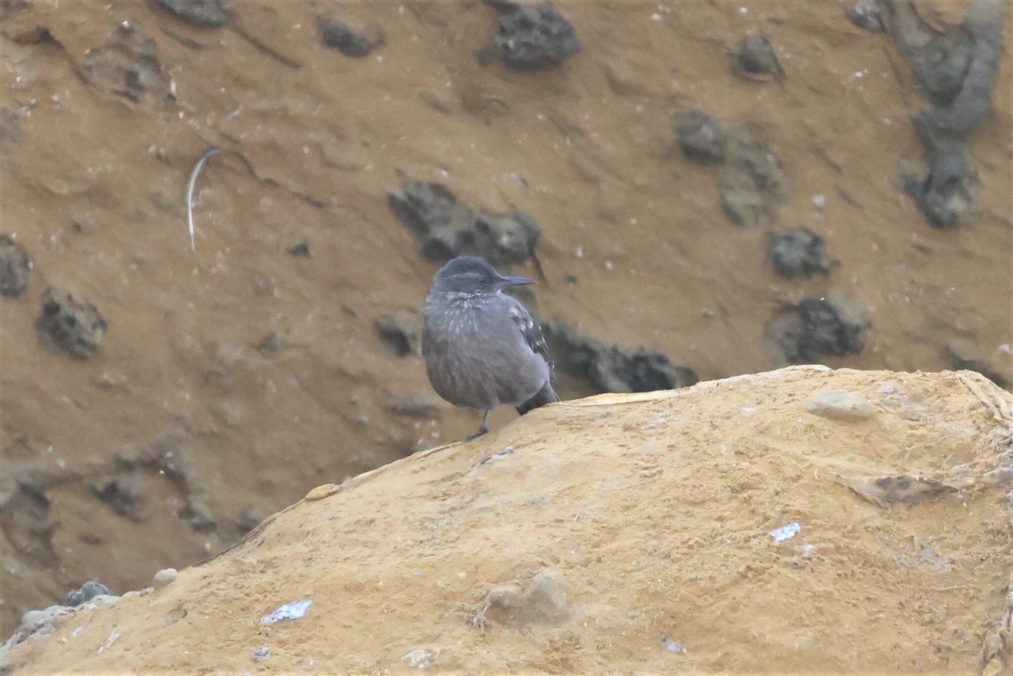 Peruvian Seaside Cinclodes (Cinclodes taczanowskii), photo 9