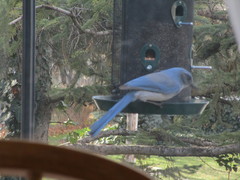 Aphelocoma woodhouseii