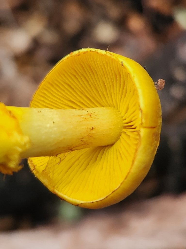 Cortinarius canarius · May 2026 · photo: © chel123 (iNaturalist, cc0)