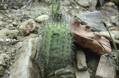 Parodia columnaris