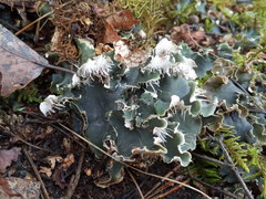 Peltigera ponojensis