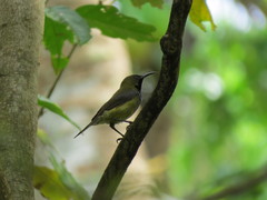 Anabathmis hartlaubii