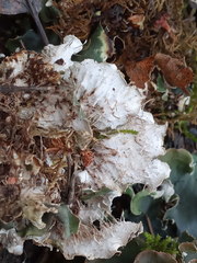 Peltigera ponojensis