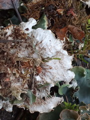 Peltigera ponojensis