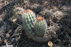 Parodia columnaris