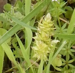 Carex muehlenbergii