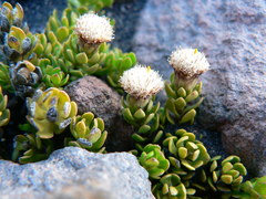 Baccharis caespitosa