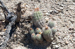 Parodia columnaris