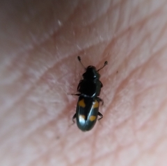 Glischrochilus quadripunctatus