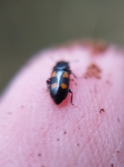 Glischrochilus quadripunctatus