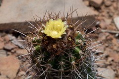 Parodia columnaris