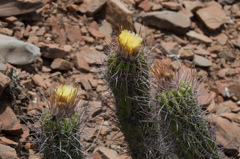Parodia columnaris