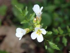 Cardamine graeca