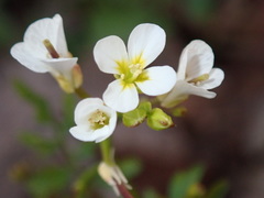 Cardamine graeca