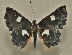 Calydna sturnula