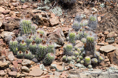 Parodia columnaris