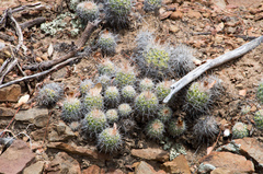 Parodia columnaris