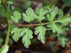 Cardamine graeca