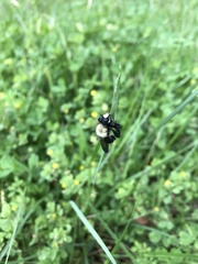 Laphria flavicollis