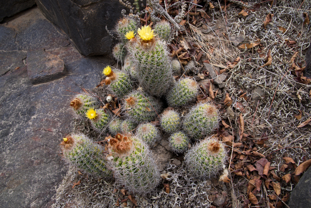 Parodia columnaris