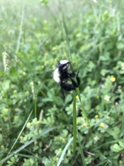 Laphria flavicollis