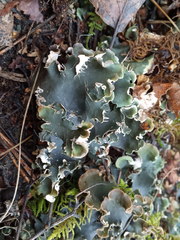 Peltigera ponojensis