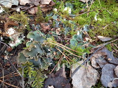 Peltigera ponojensis