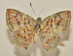 Riodininae
