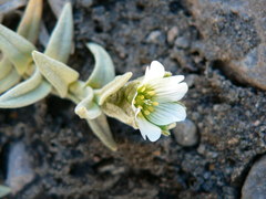 Cerastium floccosum