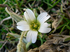 Cerastium floccosum