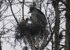 Nycticorax nycticorax
