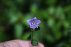 Strobilanthes rankanensis