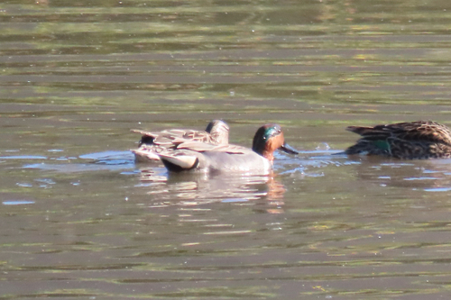 iNaturalist observation photo of Green-winged Teal