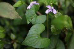 Viola arcuata