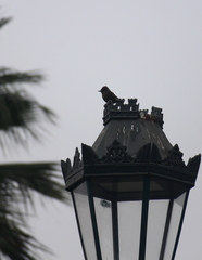 Pyrocephalus rubinus obscurus