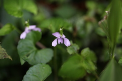Viola arcuata