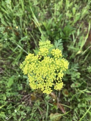 Polytaenia nuttallii