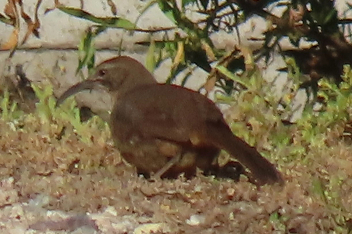 iNaturalist observation photo of California Thrasher