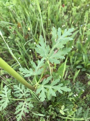 Polytaenia nuttallii