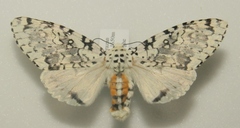 Lichnoptera