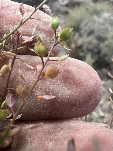 Lepidium lasiocarpum, photograph 2