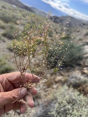 Lepidium lasiocarpum, photograph (c) Steve Matson, some rights reserved (CC BY)